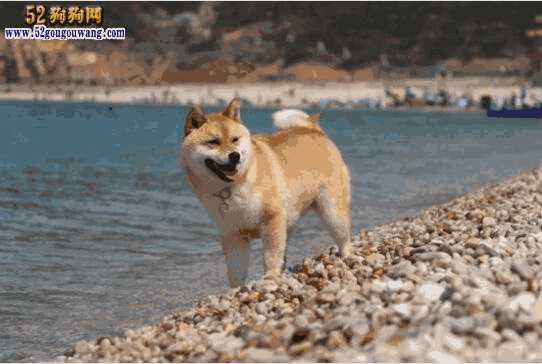 柴犬的毛色变化(纯种柴犬毛色特征)