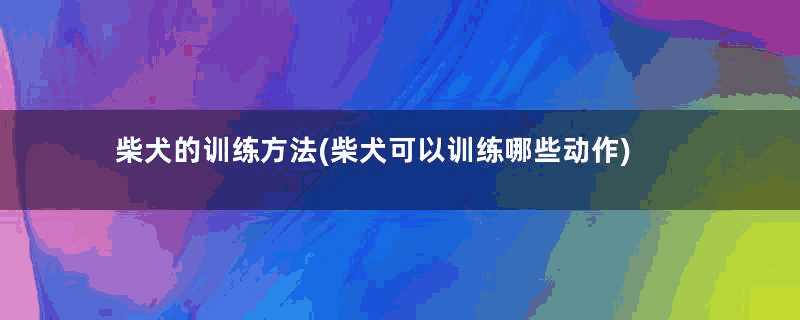 柴犬的训练方法(柴犬可以训练哪些动作)