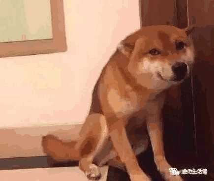 柴犬围着主人打转(柴犬凶主人)