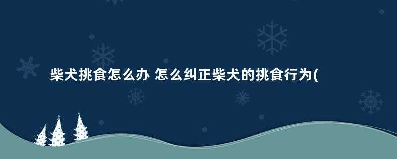 柴犬挑食怎么办 怎么纠正柴犬的挑食行为(柴犬挑食怎么办)