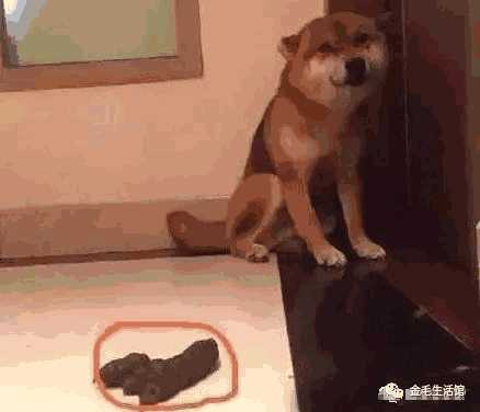 柴犬围着主人打转(柴犬凶主人)