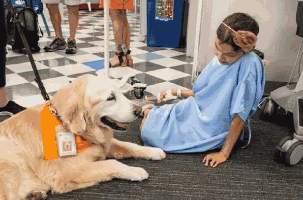 柴犬逢考必过(柴犬默默考)