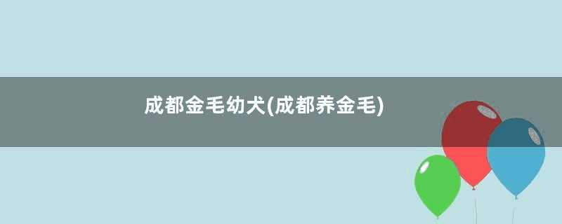 成都金毛幼犬(成都养金毛)