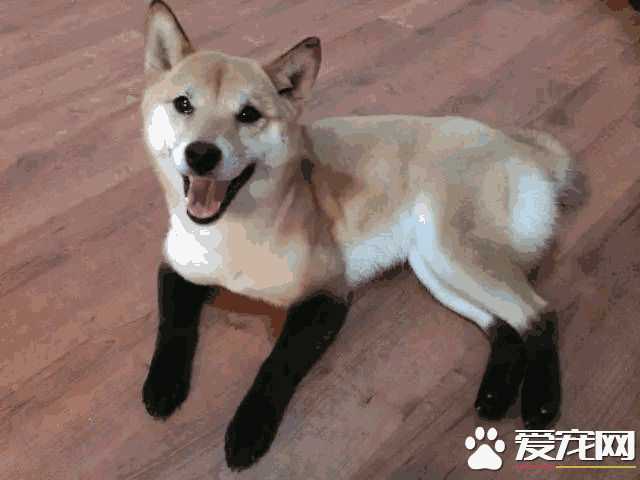 柴犬耳朵大小标准(柴犬耳朵距离是多少合适)