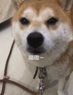 柴犬喂小鱼(柴犬对主人叫)