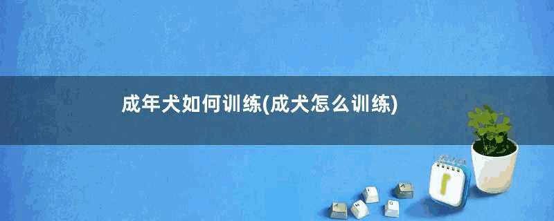 成年犬如何训练(成犬怎么训练)