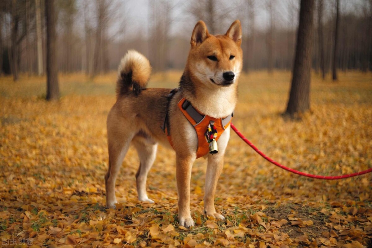 宠物狗排行榜前十名小型较聪明（宠物狗排行榜前十大聪明犬排名）