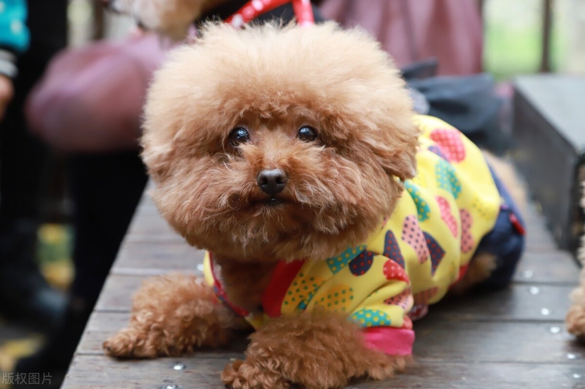 宠物狗排行榜前十名小型较聪明（宠物狗排行榜前十大聪明犬排名）