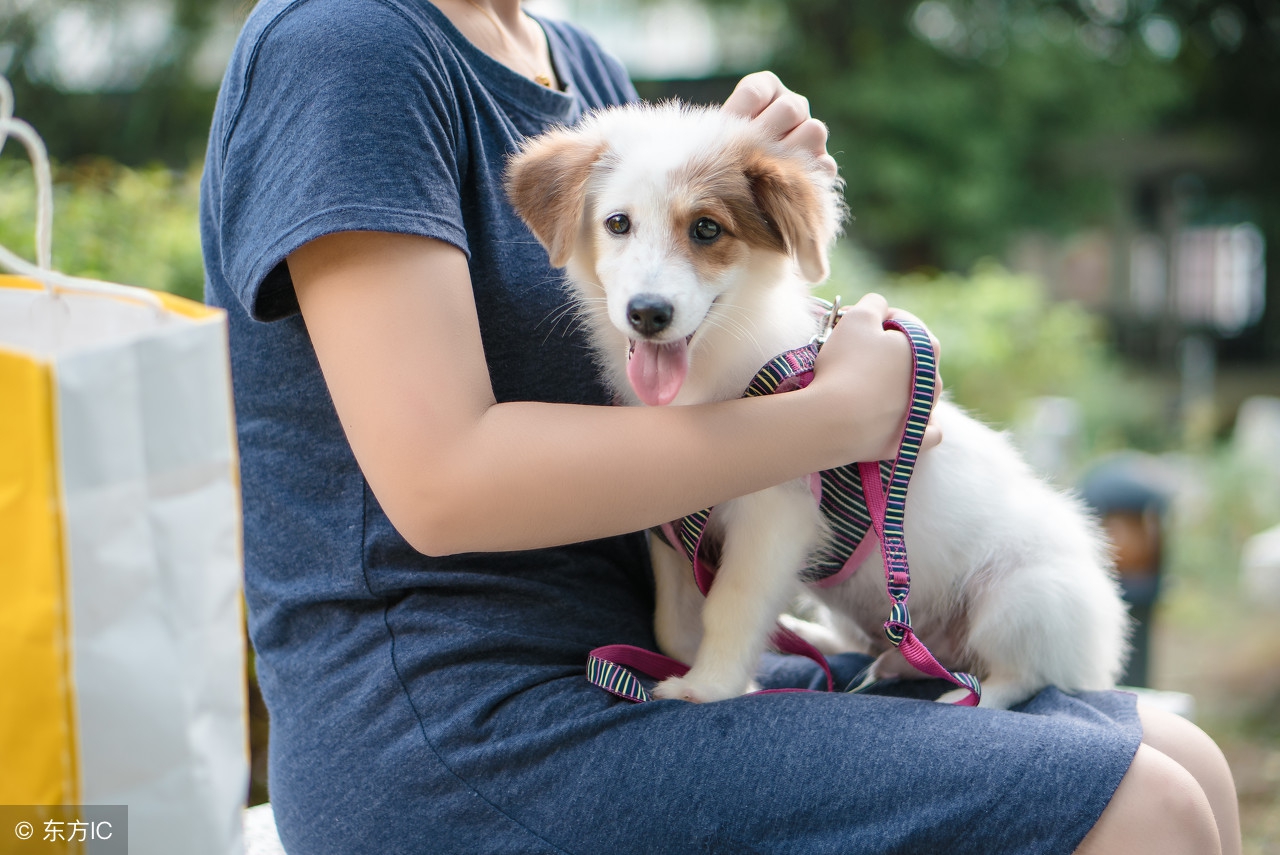 狂犬疫苗打几针多少钱（狂犬疫苗打几针狗咬了多久过安全期）