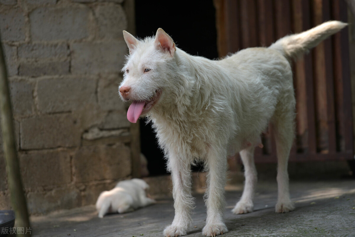 中华田园犬12个品种图幼犬（中华田园犬12个品种图土狗中的极品）