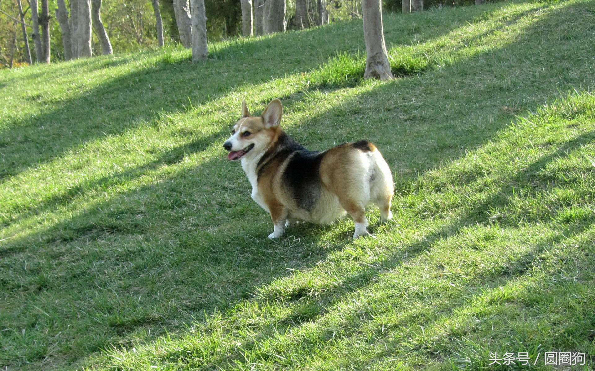 世界名犬——威尔士柯基犬（畜牧犬）