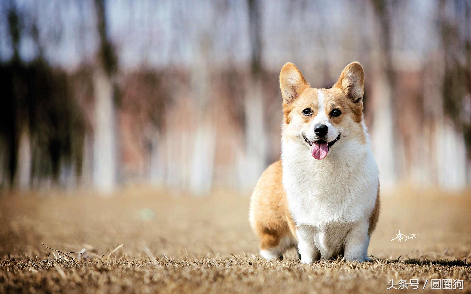 柯基是哪个国家的品种（柯基是哪个国家的牧羊犬）