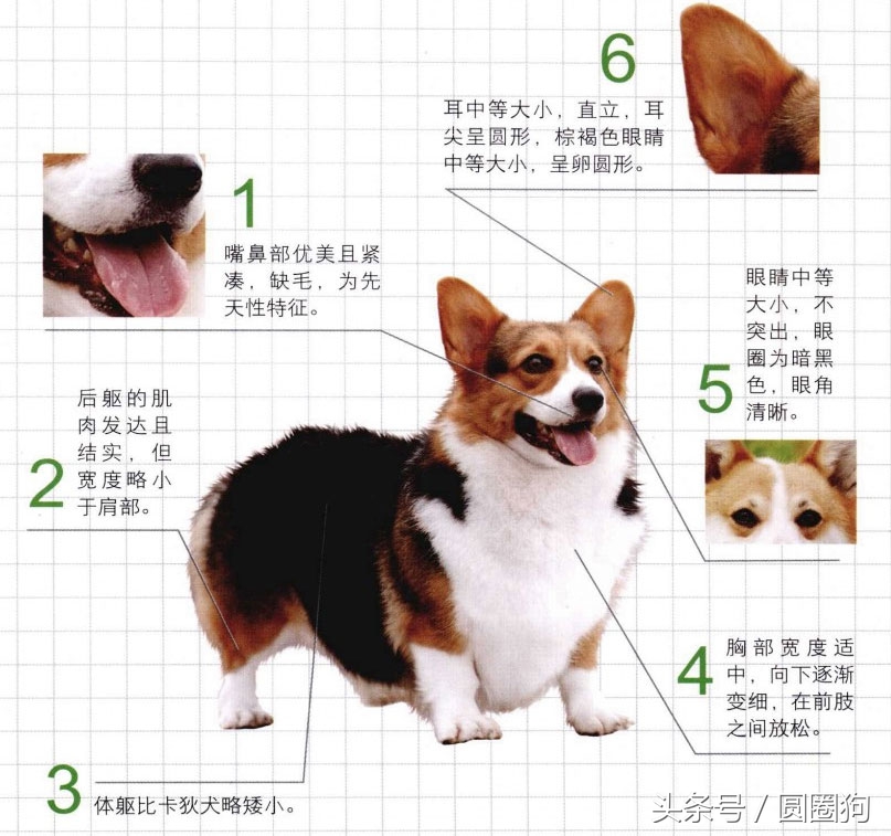 世界名犬——威尔士柯基犬（畜牧犬）