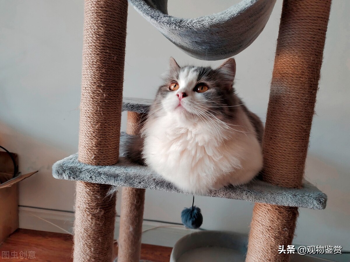 拿破仑猫为什么不能养，拿破仑猫的不足之处