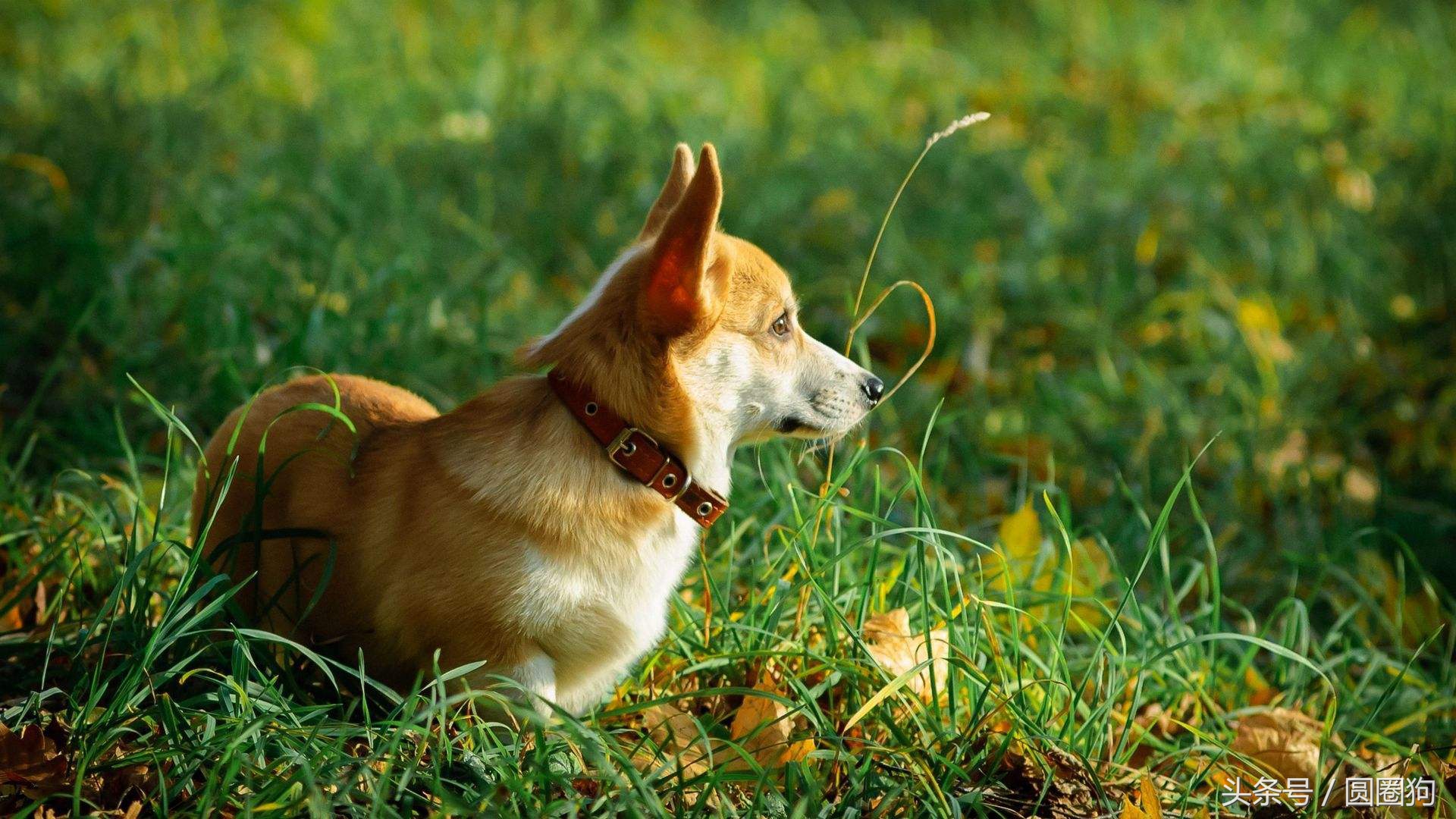 世界名犬——威尔士柯基犬（畜牧犬）