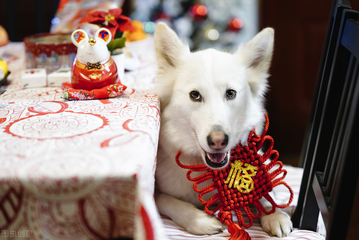 狗狗可以吃汤圆（元宵）吗？|元宵节快乐