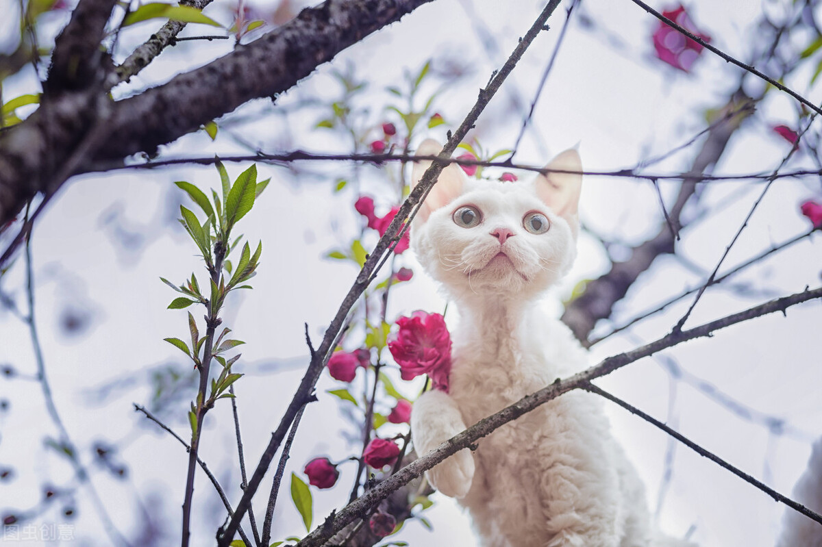 德文卷毛猫：号称完胜“布偶”的猫，重点是不掉毛