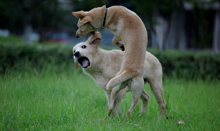 狗狗眼睛为什么发红呢？会是犬瘟吗？几种常见原因了解一下