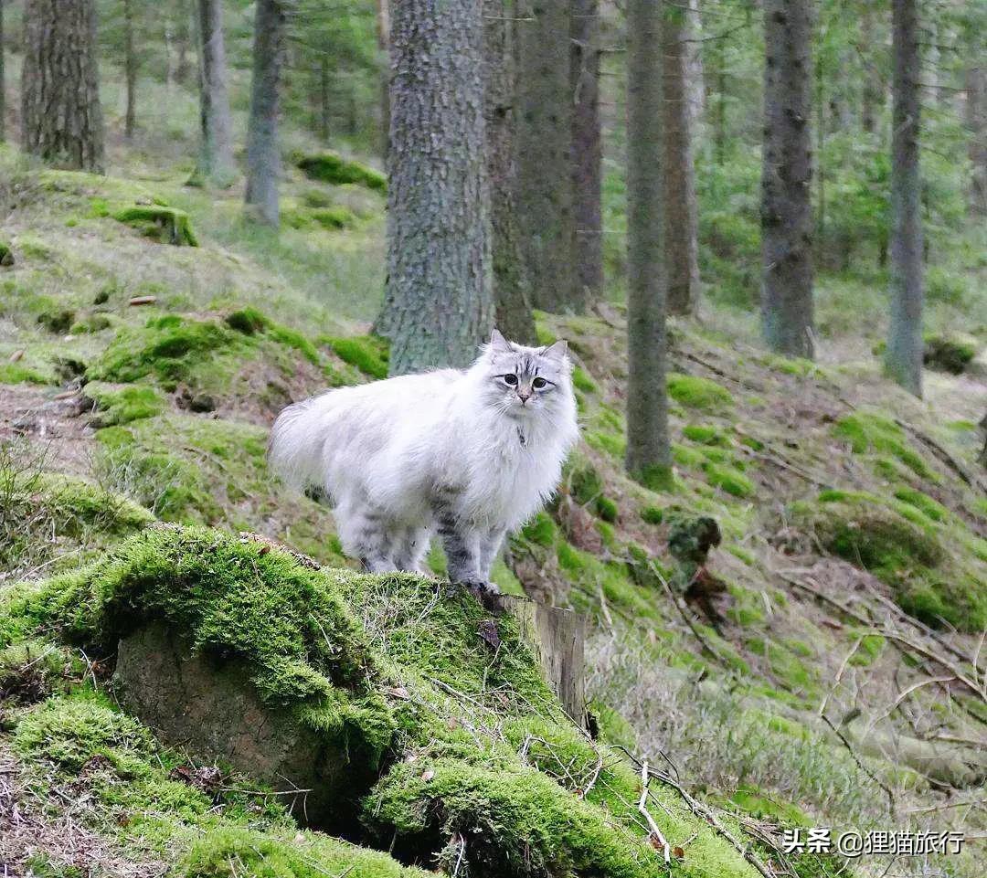 西伯利亚森林猫是俄罗斯国猫，尾巴蓬松体型大，喜群居有家族观念