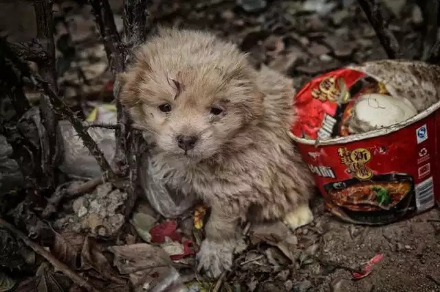 狗狗眼睛为什么发红呢？会是犬瘟吗？几种常见原因了解一下