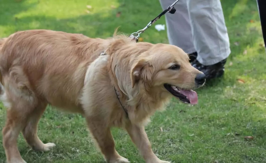 狗狗眼睛为什么发红呢？会是犬瘟吗？几种常见原因了解一下