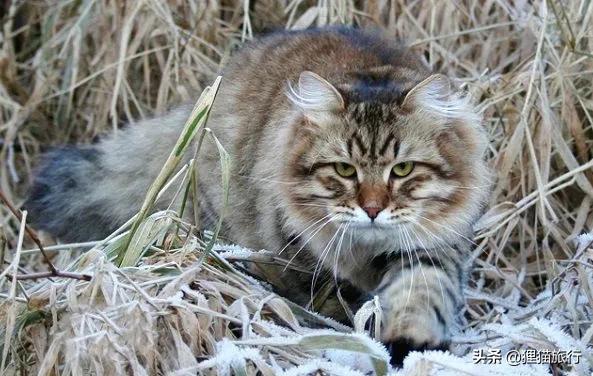 西伯利亚森林猫是俄罗斯国猫，尾巴蓬松体型大，喜群居有家族观念