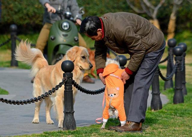 西施犬寿命大约多少年（西施犬寿命十大便宜好养的小型犬）